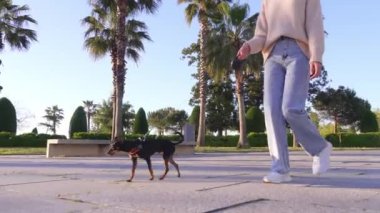 Dibe yakın çekim. Kadın, güneşli bir günde küçük köpeği Toy Terrier ile şehir parkında yürür. Köpek ve insan arasındaki aşk kavramı ve çocuklardan uzak özgürlük..