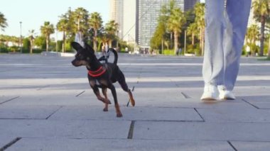 Güneşli bir günde şehir parkında kaldırımda koşuşturan küçük bir teriyer köpeğinin yakın çekimi. Sokakta yürüyen bir köpek. Yanında kot ve spor ayakkabılı tanınmayan bir kadın yürüyor. .