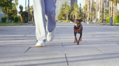Dibe yakın çekim. Kadın, güneşli bir günde küçük köpeği Toy Terrier ile şehir parkında yürür. Köpek ve insan arasındaki aşk kavramı ve çocuklardan uzak özgürlük..