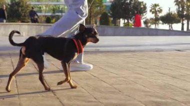 Güneşli bir günde şehir parkında kaldırımda koşuşturan küçük bir teriyer köpeğinin yakın çekimi. Sokakta yürüyen bir köpek. Yanında kot ve spor ayakkabılı tanınmayan bir kadın yürüyor. .