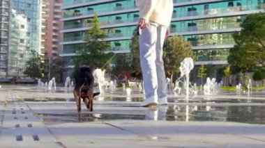 Küçük siyah köpeği Toy Trayer ile fıskiyelerin ve şehrin arka planında yürüyen tanınmayan genç bir kadın. Yürüyorlar ve eğleniyorlar. Egzotik palmiye ağaçları ve mimarinin arka planına karşı.