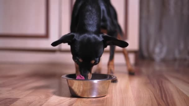 Pequeño Perro Terrier Juguete Come Comida Seca Hierro Cuenco Metal — Vídeos de Stock