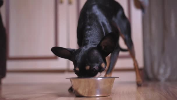 小玩具宠物狗在房间或公寓里吃铁碗或金属碗里的干粮 小品种的狗 宠物和儿童的自由 — 图库视频影像
