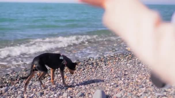 Malý Pes Teriér Vodítku Pozadí Mořské Pláštěnky Vedle Ženy Džínách — Stock video