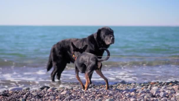两只小狗在海滨嗅了嗅 开始互相认识了 他们在卵石沙滩上相遇 互相嗅了嗅 动物的爱与奉献 — 图库视频影像