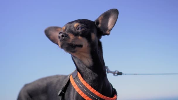 都市公園のデフォルトの背景にカメラで側に見て小さな優雅な犬の肖像画 晴れた日におもちゃのテリアのクローズアップ肖像画 — ストック動画