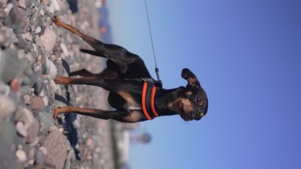 Oyuncak Terrier Siyah Köpeği Mavi Gökyüzü Deniz Kıyısında Okyanusta Çakıl — Stok video