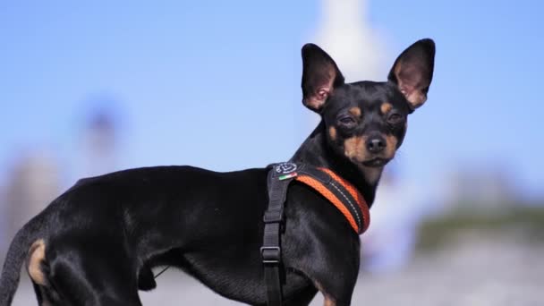 Black Dog Toy Terrier Breed Poses Background Blue Sky Pebble — Stock Video