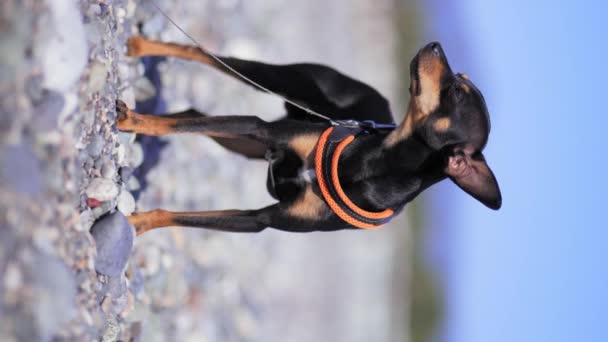 Cão Preto Raça Terrier Brinquedo Posa Contra Contexto Céu Azul — Vídeo de Stock