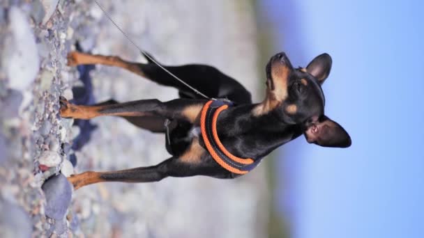 Портрет Маленької Витонченої Собаки Яка Дивиться Бік Камеру Тлі Дефокусування — стокове відео