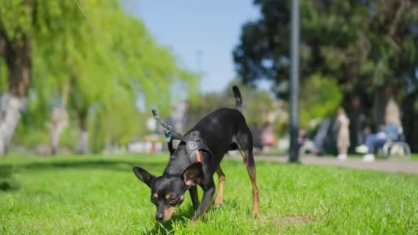 Küçük Oyuncak Teriyer Köpeği Güneşli Bir Günde Parkta Çimenlerde Tasmalı — Stok video