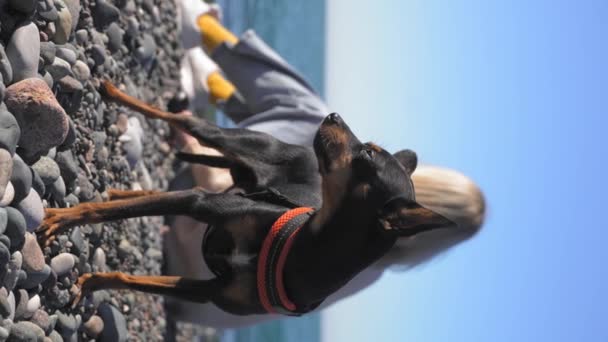Küçük Oyuncak Teriyer Köpeği Deniz Manzarasına Karşı Tasmalı Elinde Akıllı — Stok video