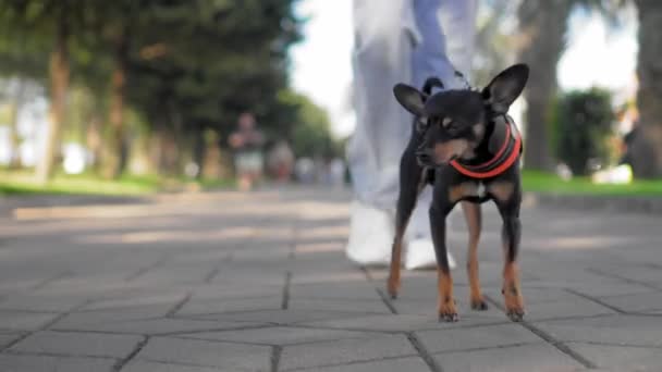 Imágenes Cámara Lenta Una Joven Jeans Paseando Adorable Perrito Terrier — Vídeos de Stock