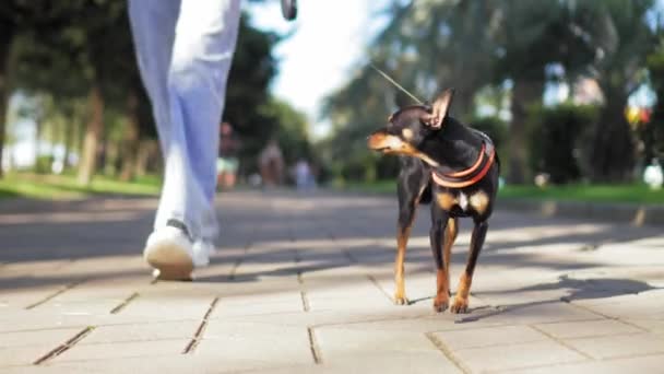 Vista Ravvicinata Dietro Donna Cammina Con Suo Piccolo Cane Giocattolo — Video Stock