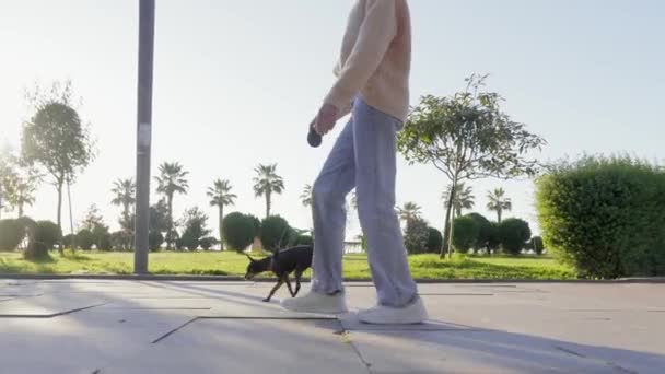 特里埃的小狗在城市公园的人行道上奔跑 牛仔裤里有毒药穿蓝色牛仔裤和运动鞋的女女主人 带着宠物而不是孩子散步 慢动作 — 图库视频影像