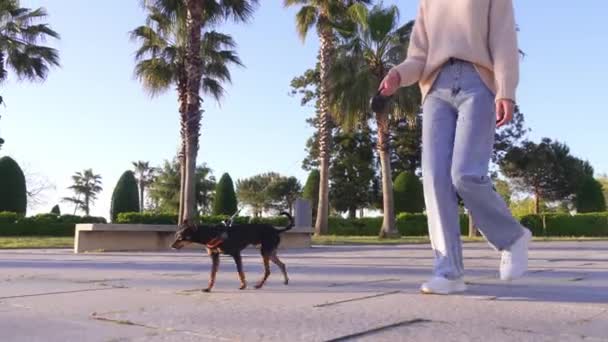 底のクローズアップビュー 女性は晴れた暖かい日に歩道の都市公園で彼女の小さな犬トイテリアと歩きます 犬と人間の愛の概念と子供からの自由 — ストック動画