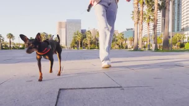 Kot Pantolonlu Genç Bir Kadının Şehir Parkında Sevimli Köpeğini Gezdirişinin — Stok video