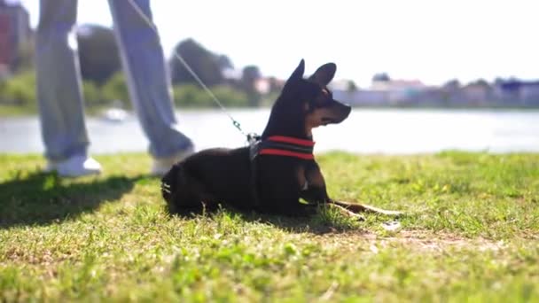 Küçük Oyuncak Teriyer Köpeği Güneşli Bir Günde Parkta Çimenlerde Tasmalı — Stok video