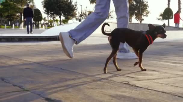 Μικρό Σκυλί Της Φυλής Toy Terrier Τρέχει Στο Πεζοδρόμιο Στο — Αρχείο Βίντεο