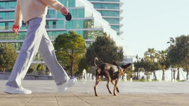 底部的特写视图 在阳光明媚的暖和天气里 女人带着她的小狗在城市公园的人行道上散步 狗与人之间的爱的概念和儿童的自由 — 图库视频影像