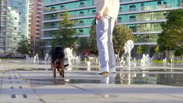 Küçük Siyah Köpeği Toy Trayer Ile Fıskiyelerin Şehrin Arka Planında — Stok video