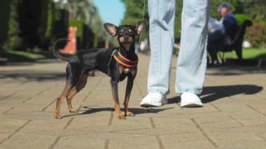 Kot pantolonlu genç bir kadının şehir parkında sevimli köpeğini gezdirişinin yavaş çekim görüntüleri. Yolu, yeşil çimenleri, ağaçları, kotu ve ayakkabıları görebilirsin..