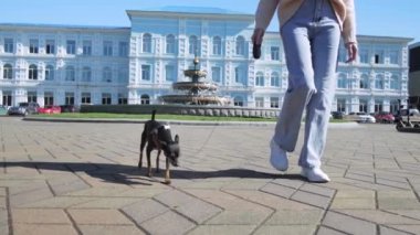 Yüzü tanınmayan genç bir kadın, şehrin sokaklarında eski binaların önünde oyuncak teriyer köpeği gibi yürüyor. Alt manzara. Pınarın arka planına karşı güneşli bir gün