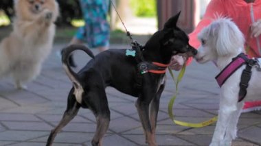 Üç küçük evcil köpek park sahipleriyle tanıştı ve birbirlerini tanımaya ve şımarmaya başladılar. Çocuksuz, parkta köpeklerle oynayan.