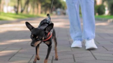 Oyuncak Terrier cinsinin küçük köpeği şehir parkında tasmalı bir şekilde kaldırımda koşuyor. Zehir kot pantolon ve spor ayakkabı giyen bayan hostese gider. Çocuk yerine evcil hayvanla yürümek. yavaş çekim.
