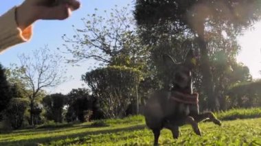 Küçük oyuncak teriyer köpeği güneşli bir günde parkta çimenlerde ya da tasmalı çimlerde yürür. Ev sahibesinin yanındaki kadın. Köpek çocuğun yerine geçer. Kadınlar ona yaprakla saldırıyor, o da ağzıyla kavrıyor. Yavaş çekim oyunu.