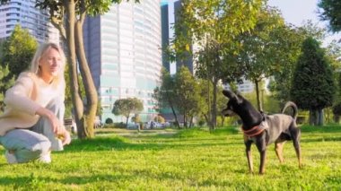 Küçük oyuncak teriyer köpeği güneşli bir günde parkta çimenlerde ya da tasmalı çimlerde yürür. Ev sahibesinin yanındaki kadın. Köpek çocuğun yerine geçer. Kadınlar ona yaprakla saldırıyor, o da ağzıyla kavrıyor. Yavaş çekim oyunu.