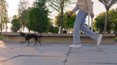 Kot pantolonlu genç bir kadının şehir parkında sevimli köpeğini gezdirişinin yavaş çekim görüntüleri. Yolu, yeşil çimenleri, ağaçları, kotu ve ayakkabıları görebilirsin..