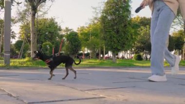 Güneşli bir günde şehir parkında kaldırımda koşuşturan küçük bir teriyer köpeğinin yakın çekimi. Sokakta yürüyen bir köpek. Yanında kot ve spor ayakkabılı tanınmayan bir kadın yürüyor. .