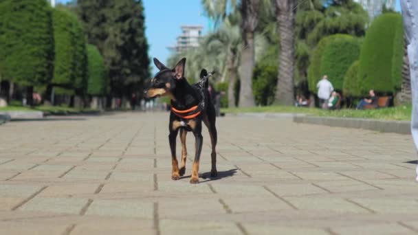 วเล กของสายพ Toy Terrier งบนทางเท าในสวนสาธารณะในเม องบนสายจ ยาพ ษใส กางเกงย — วีดีโอสต็อก
