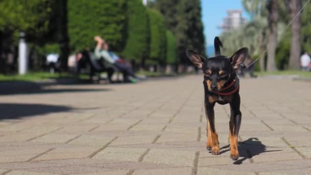 Kot Pantolonlu Genç Bir Kadının Şehir Parkında Sevimli Köpeğini Gezdirişinin — Stok video