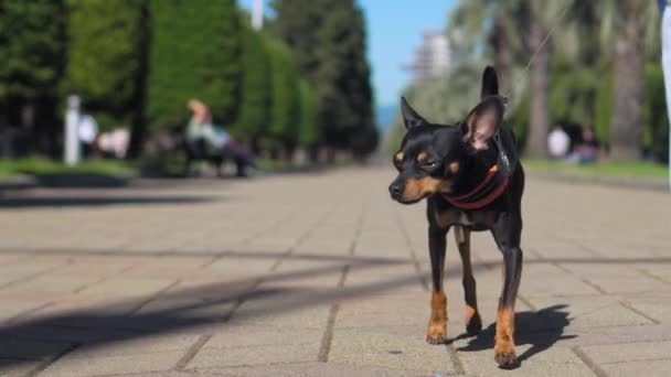Güneşli Bir Günde Şehir Parkında Kaldırımda Koşuşturan Küçük Bir Teriyer — Stok video