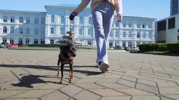 Oyuncak Terrier Cinsinin Küçük Köpeği Şehir Parkında Tasmalı Bir Şekilde — Stok video