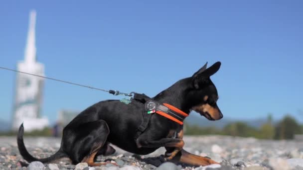 Black Dog Toy Terrier Breed Poses Background Blue Sky Pebble — Stock Video