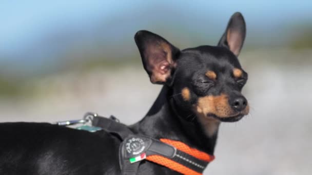 Oyuncak Terrier Siyah Köpeği Mavi Gökyüzü Deniz Kıyısında Okyanusta Çakıl — Stok video