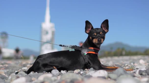 Zwarte Hond Van Toy Terrier Ras Vormt Tegen Achtergrond Van — Stockvideo