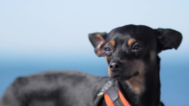 Чорний Собака Породи Іграшкового Тер Єра Позує Тлі Блакитного Неба — стокове відео