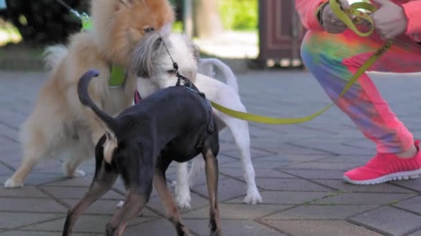 Три Маленькие Домашние Собаки Встретили Своих Хозяев Парке Начали Радостно — стоковое видео