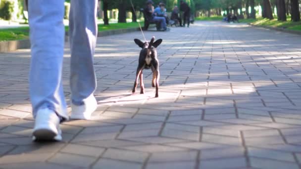 Liten Hund Toy Terrier Ras Som Springer Trottoaren Stadsparken Koppel — Stockvideo
