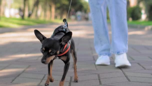 Маленькая Собака Игрушечного Терьера Бежит Тротуару Городском Парке Поводке Подают — стоковое видео