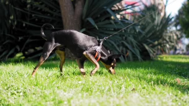 シティパークでは 小さなおもちゃのテリア犬が喜んで綱の上を歩き 芝生のエリアを探索し 屋外レクリエーションを楽しんでいます 周囲を明るい緑に囲まれながら — ストック動画