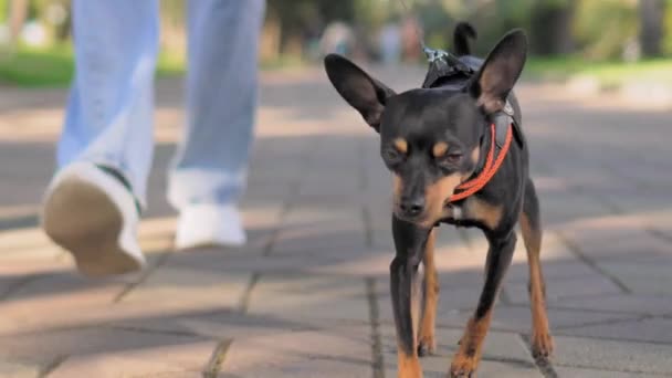 Крупним Планом Маленька Іграшкова Собака Тер Біжить Повідку Тротуарі Міському — стокове відео
