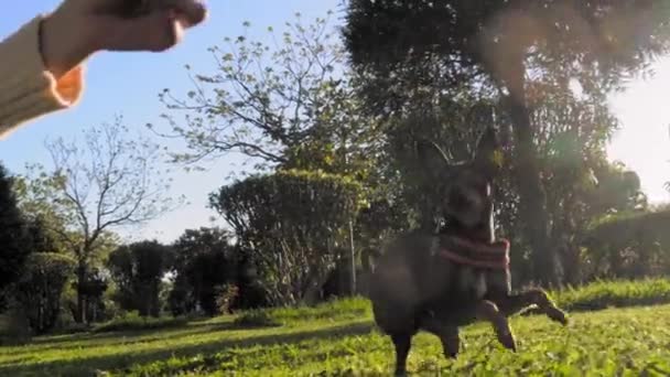 Маленькая Игрушечная Собака Терьер Гуляет Солнечный День Парке Траве Газоне — стоковое видео