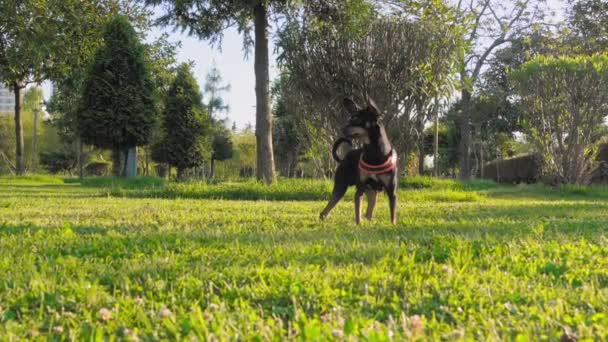 Piccolo Cane Giocattolo Terrier Passeggiate Nella Giornata Sole Nel Parco — Video Stock