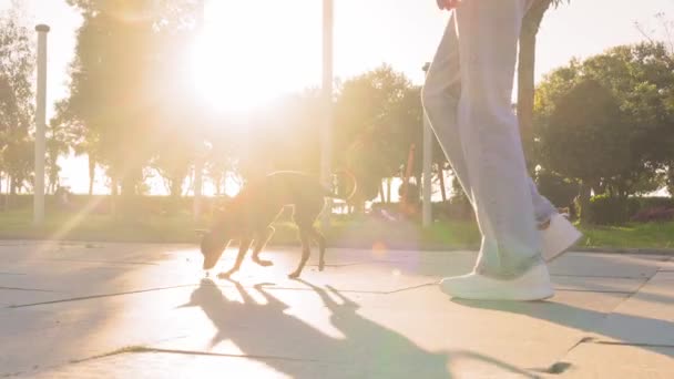 Joven Mujer Irreconocible Sin Rostro Pasea Pequeño Juguete Terrier Perro — Vídeo de stock