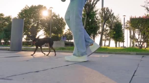 顔のない若い認識できない女性が公園の街を通って小さなおもちゃのテリア犬を歩く 太陽の光がカメラとグレアに当たる 一番下だ 女性の足 — ストック動画